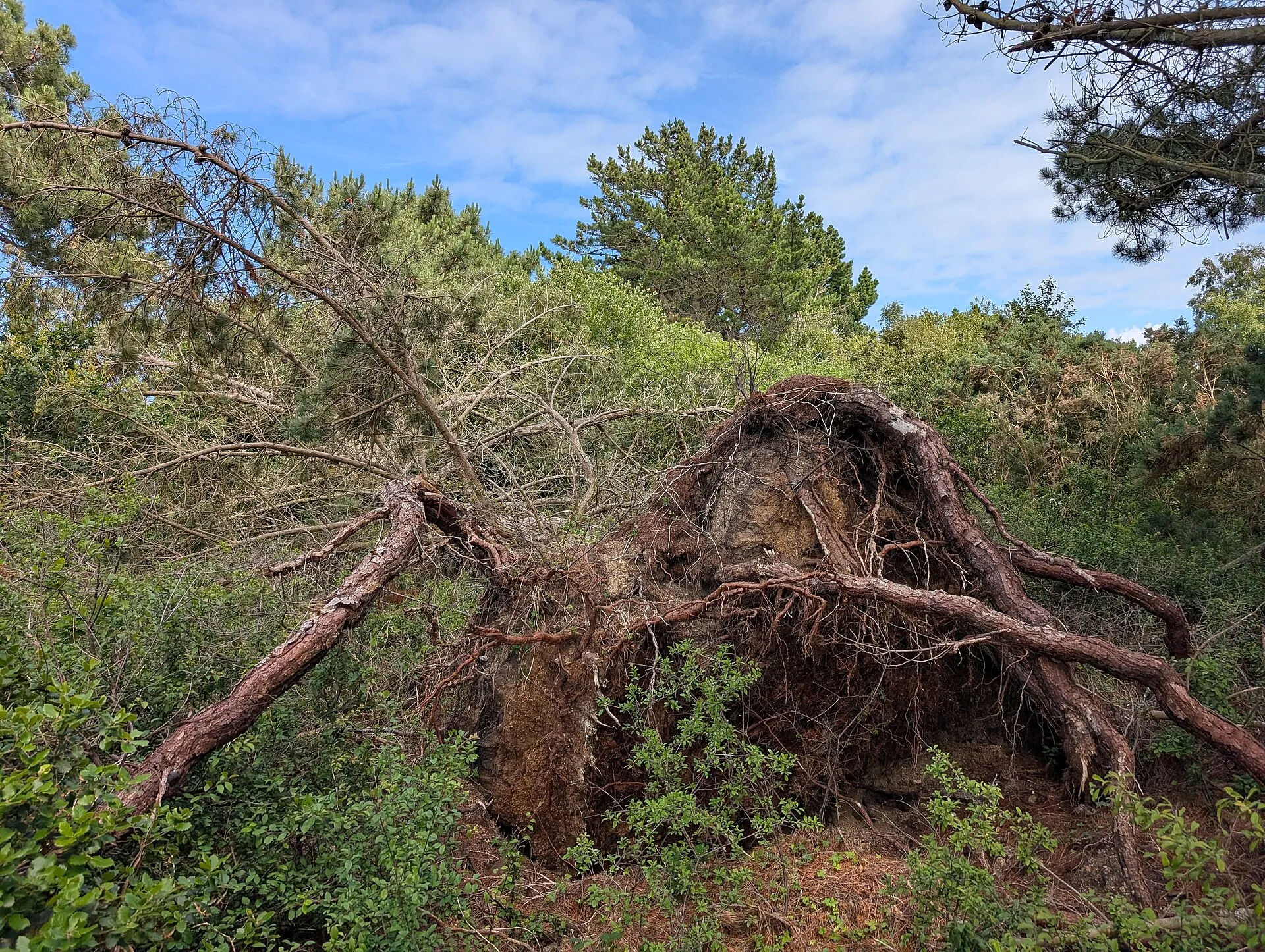 Un arbre déraciné après une tempête