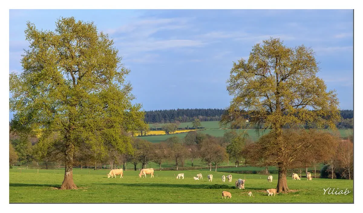 Des vaches charolaises dans une pâture bordée d'arbres et de forêt