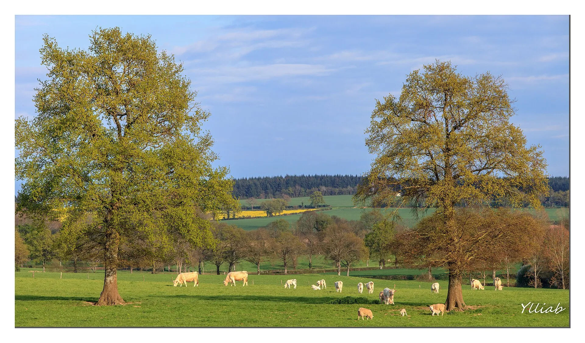 Des vaches charolaises dans une pâture bordée d'arbres et de forêt
